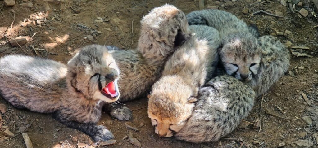 🐆 मध्यप्रदेश में चीतों का तीसरा ठिकाना तैयार, सागर में कल होगा बड़ा कदम.. 🐆 मध्यप्रदेश में चीतों का तीसरा ठिकाना तैयार, सागर में कल होगा बड़ा कदम..